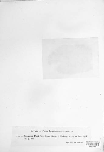 Taphrina ulmi image